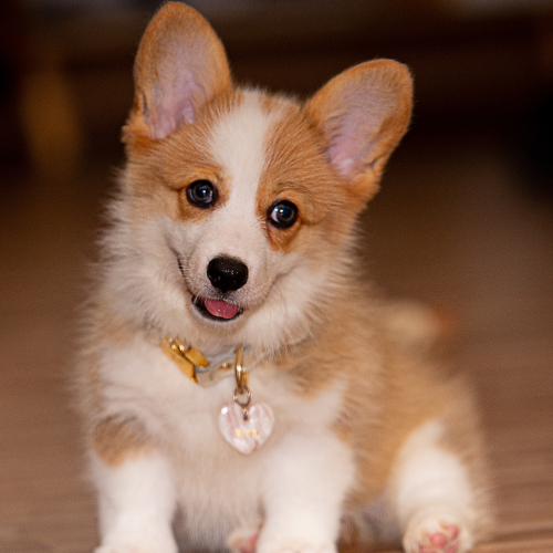 For Pet